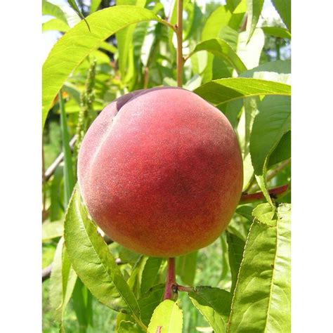 Bare root tree varieties apple. Online Orchards Dwarf Red Haven Peach Tree Bare Root ...