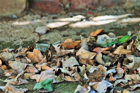 A Step By Step Guide To Leaf Litter Helpful Or Harmful To Soil