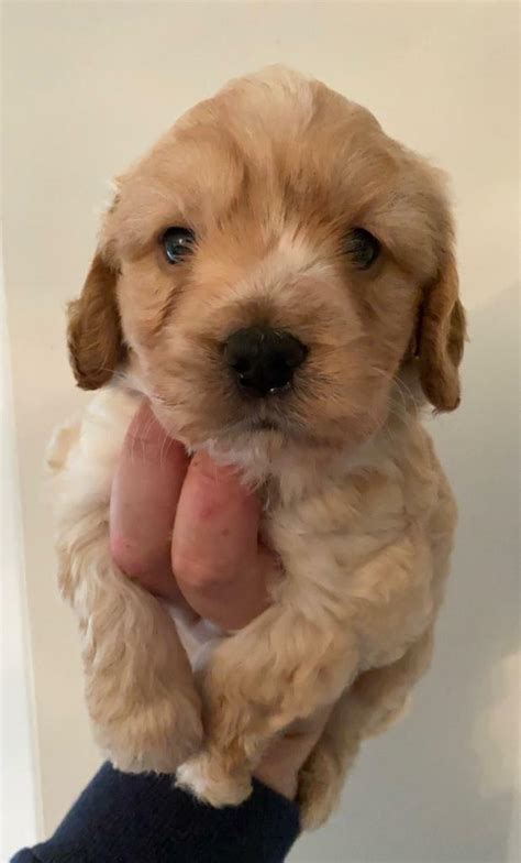 F Apricot Cockapoo Puppies For Sale In Gloucester Gloucestershire