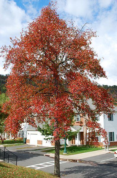 New foliage emerges bright red, then. Black Tupelo, A Native American Fruit Tree - Eat The Planet