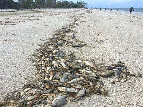Florida Red Tide Causes And Effects Explained
