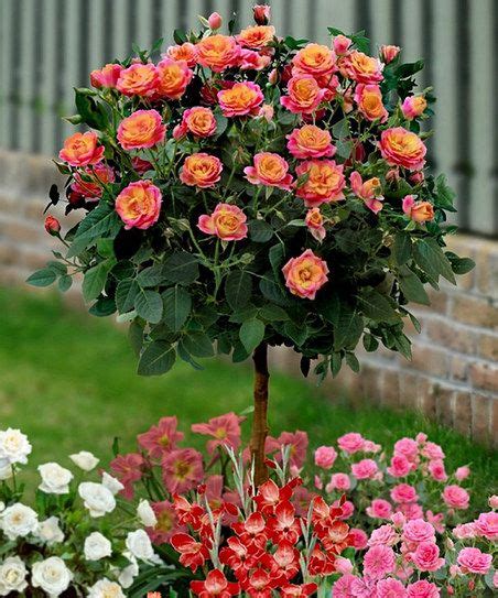 Dramatic—yet Easy To Plant And Care For—this Elegant Rose Tree Adds A