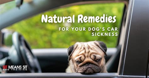 Natural Remedies For Your Dogs Car Sickness Sit Means Sit Dog