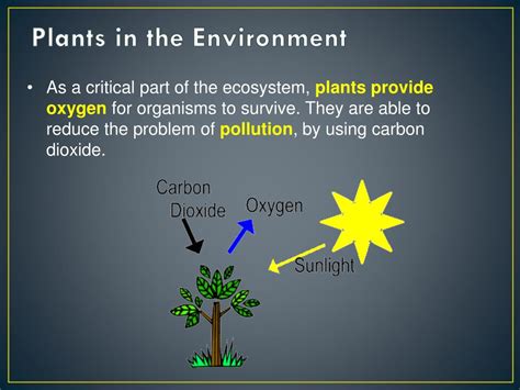 Ppt Plants And People Powerpoint Presentation Free