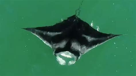 Giant Manta Ray Spotted Swimming Of Florida Coast Wsvn 7news Miami