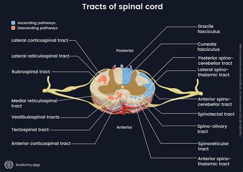 Spinal Cord Encyclopedia Anatomyapp Learn Anatomy 3d Models