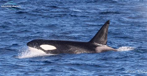 Super Pods And Surging Orca Naturaliste Charters