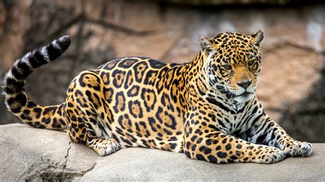 Download Wallpaper Predator Spot Tail Jaguar Section Cats In