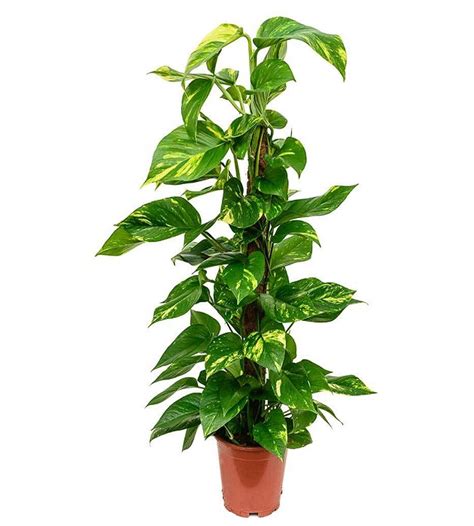 Bulk spaghnum live moss pack for terrarium bonsai vivarium free express ship. Money Plant Variegated with moss stick - 24 | TheGreenyard.in