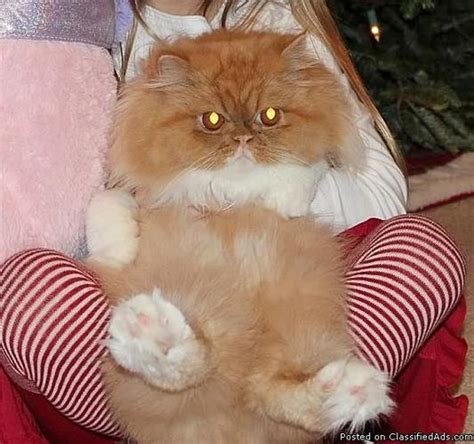 Some costs keep reoccurring every year. Persian Cats for Sale in Augusta, Georgia Classified ...