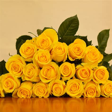 Costco business delivery can only accept orders for this item from retailers holding a costco business membership with a valid tobacco resale license on file. Brighton Roses - BULK ORDER - 50-60CM