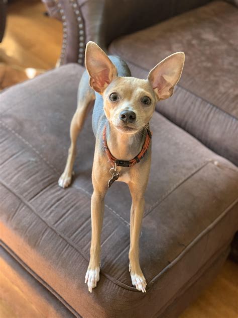 The Most Handsome Boy Rchihuahua
