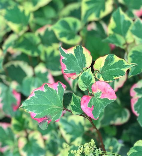 10 Variegated Houseplants That Will Add A Touch Of Soul To Your Home