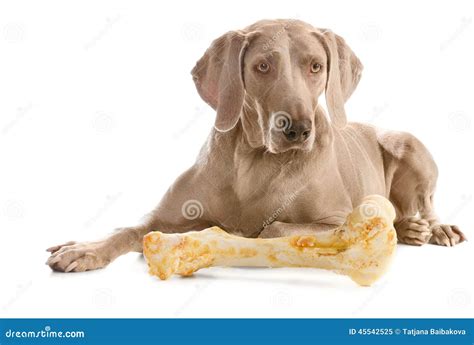 Dog With Big Bone Over White Stock Image Image Of Adult Weimaraner