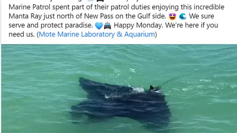 Giant Manta Ray Shows Off In Video Near Sarasota Police Boat