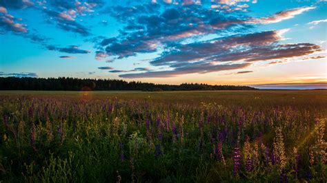 Grass Field Tree Sky Summer 4k Hd Wallpaper