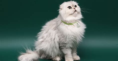 White Fluffy Munchkin Cat Cats Blog