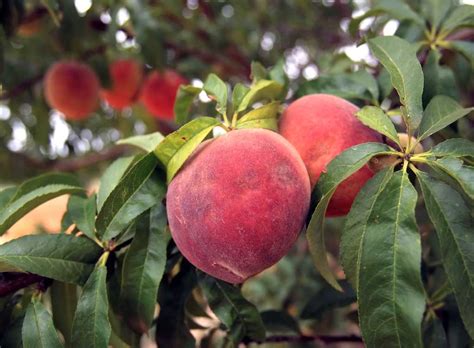 Depending on the size of the planting site, you will need to decide how many trees you want to plant and what kind. Growing peaches on a backyard tree isn't as tough as it ...