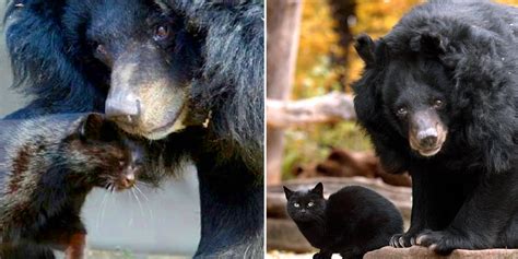 Are Bears Like Cats Or Dogs