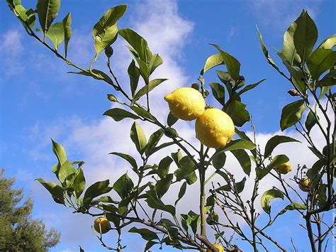 Arbre Citronnier