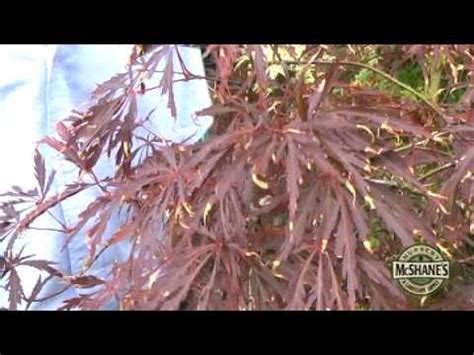 Verticillium wilt is a serious fungal disease that causes injury or death to many plants, including trees, shrubs, ground covers, vines, fruits and vegetables, and herbaceous ornamentals. How To Care For Your Japanese Maple Trees - YouTube