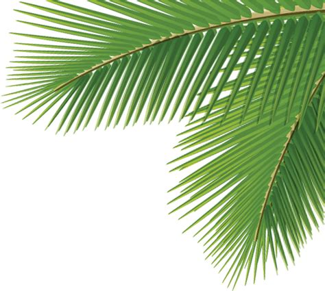 Palm Tree Leaf Png Kampion
