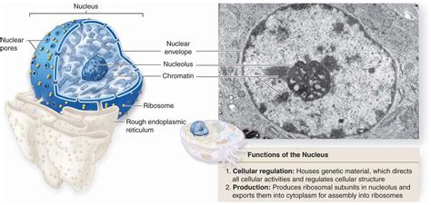 The Nucleus Basicmedical Key