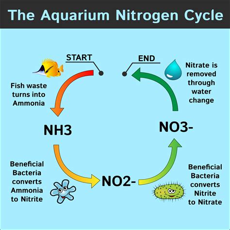 It helps people lose weight quickly by limiting carb cycling is a very strict diet used by serious athletes and bodybuilders who want to drop body fat. How To Fishless Cycle a Tank With Ammonia (Complete Guide)