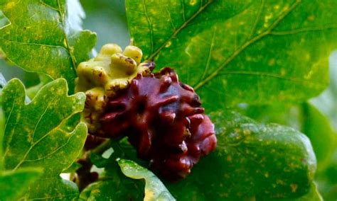 The Strange World Of Knopper Galls Trees And Forests The Guardian