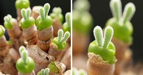 Be careful when handling these by hand. Japanese Are Going Crazy About These Bunny Succulents ...