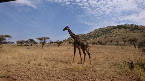 Tanzania Safari - Day 5 - The Serengeti | Lifelong Adventures
