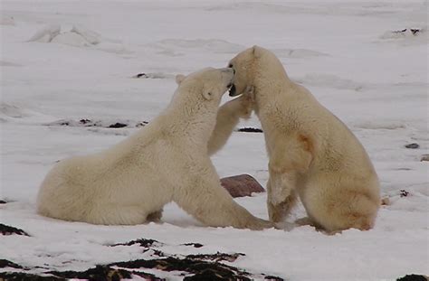 Polar Bear Enthusiast Announces Award Winning Web Site