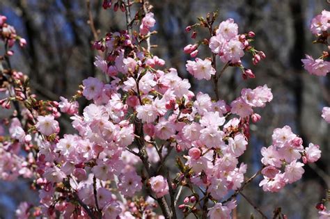 Japanese Cherry Blossoms Blooming Sakura Tree Stock Image Image Of