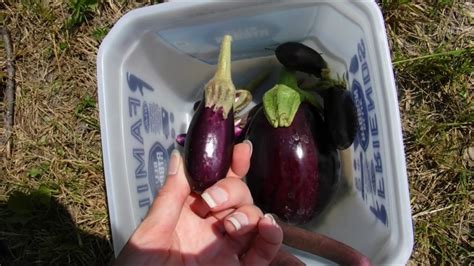 Eggplants are delicious and healthy vegetables that are easy to grow right at home. Harvesting Eggplants July 9 2020, How To Harvest Eggplants ...