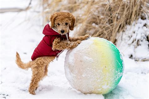 Adorable Puppy Playing With Ball · Free Stock Photo