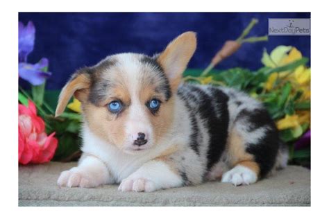 Mr Blue Eyes Dw Corgi Pembroke Welsh Puppy For Sale Near Lancaster