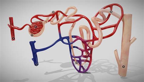 3d Model Nephron Human Circulatory System Vr Ar Low Poly Cgtrader
