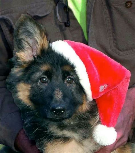 1001 Best Images About German Shepherd Dressed Upclosed