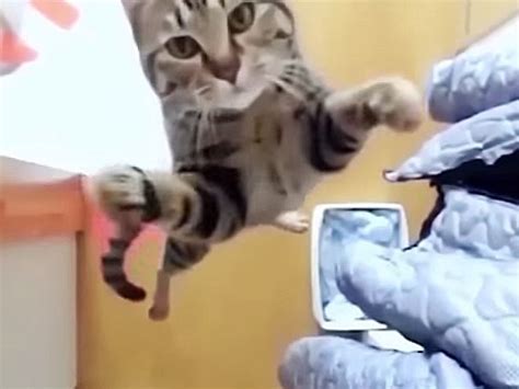 Cat Video Acro Cats Doing Tricks And Stunts Cute And Funny Cat