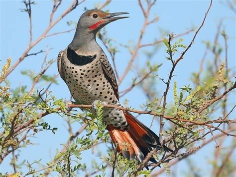 Northern Flickers Spend Lots Of Time On The Ground And When In Trees