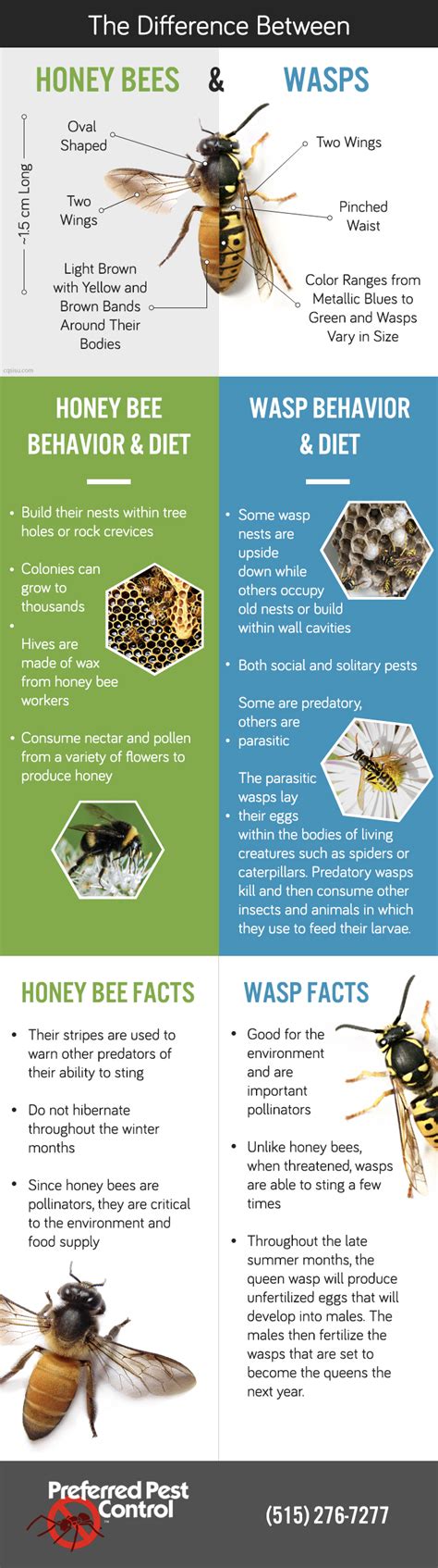 Bee Vs Wasp Vs Hornet Olivejoysbarajas