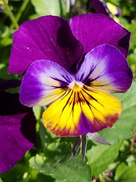 Good Morning Grumpy Colorful Pansy Flowers Flowermanjoe Flickr