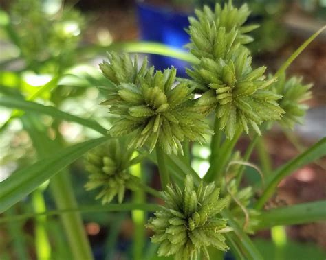 This app works best with javascript enabled. Weed: Nut-sedge - Sunnyvale-Garden