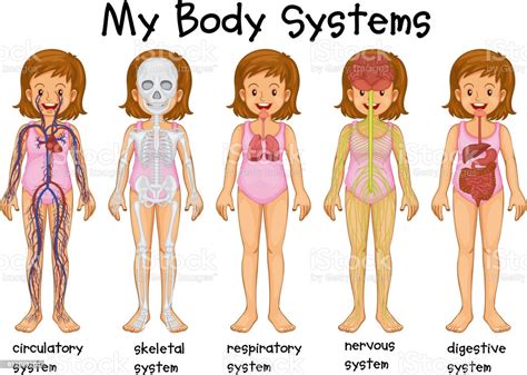 Different Body Systems In Human Stock Vector Art And More Images Of