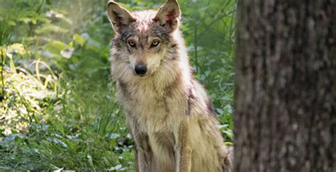 Second Time Saving Mexican Wolves From Extinction Endangered Wolf Center