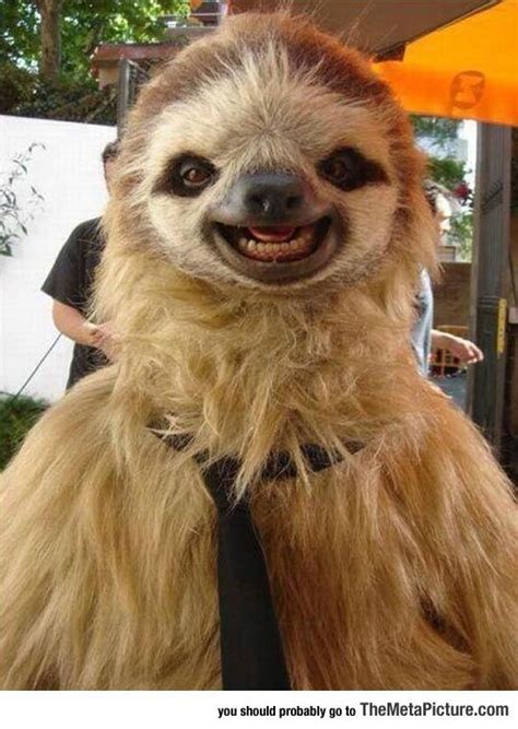 Most Photogenic Sloth In The World Happy Animals Smiling Animals