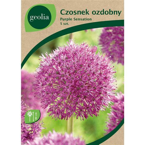 Czosnek Ozdobny Purple Sensation Geolia