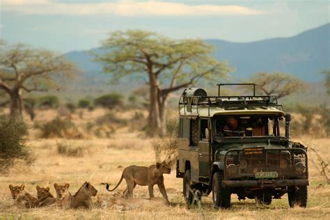 Wildlife Filmmaker Filming In A Lion Battle Zone
