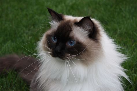 Seal Mitted Ragdoll Cats Kitty Kitty Seal Breeds Cute Animals