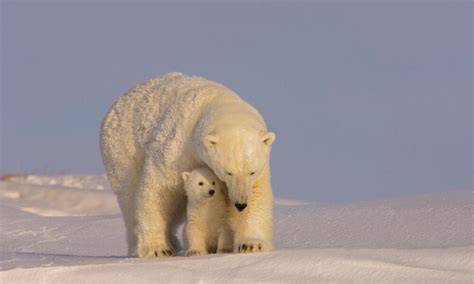 Imperiled Polar Bears Face New Threat In Alaskas Arctic National